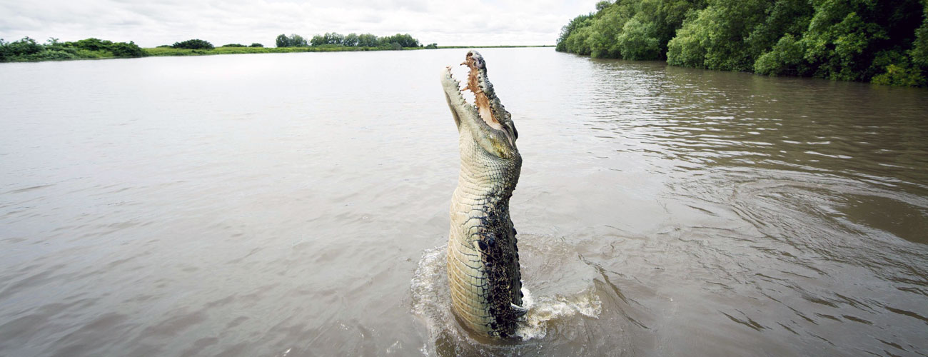 Croc