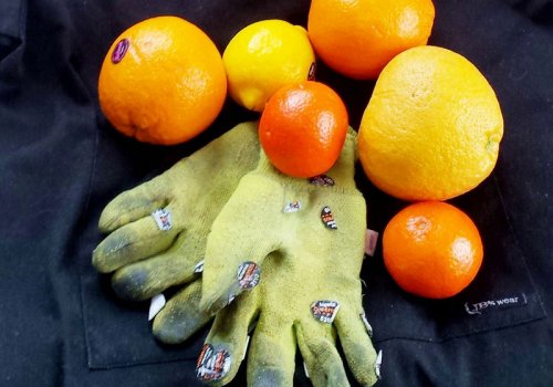 Arbeiten auf einer Orangenplantage